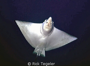 Spotted eagle ray... from an angle beneath one does not s... by Rick Tegeler 